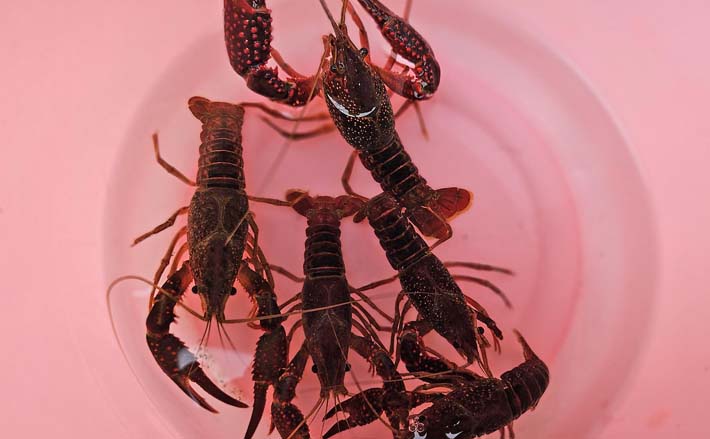 子どもが大喜び！」ザリガニ釣り＆管理釣り場でニジマス釣りを満喫