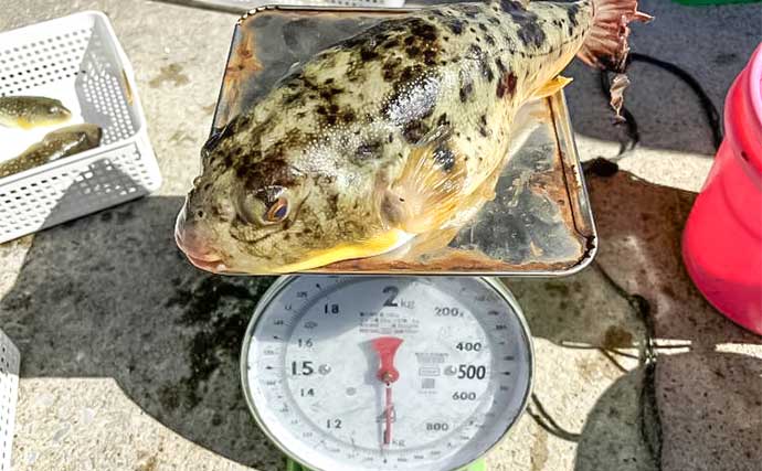 荒波を越えて狙うカットウ釣り【伊良湖沖】ジャンボヒガンフグ不発も40cmクロダイ手中