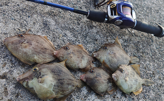 堤防カワハギ釣りで本命7匹キャッチ【福井・菅浜漁港】ゲスト魚をいかに避けるかが肝