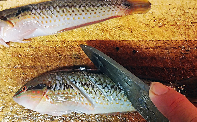 釣魚で作る「煮付けの王様」レシピ：キュウセンベラのサッと煮　これぞ釣り人の特権