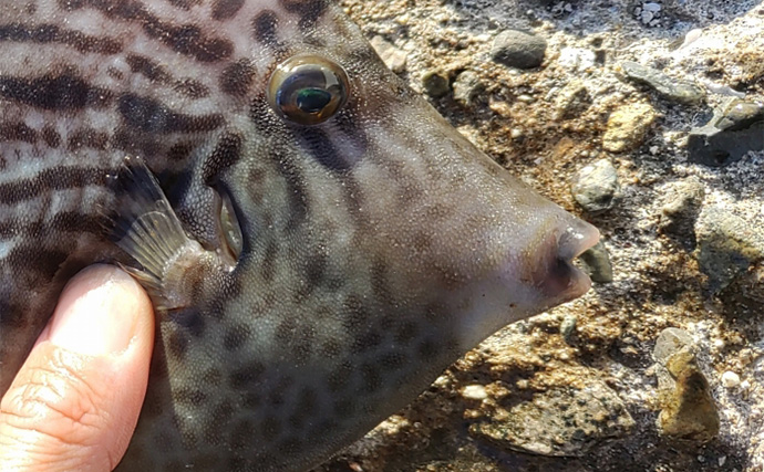 最強かつ最高の【堤防カワハギ釣り仕掛け】を公開　シンプルに勝るものなし？