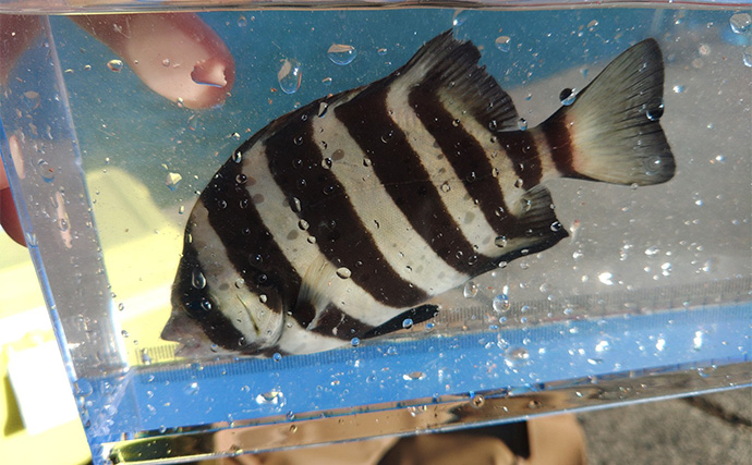 堤防カワハギ釣りで本命7匹キャッチ【福井・菅浜漁港】ゲスト魚をいかに避けるかが肝