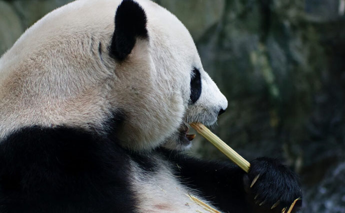 「規模も完成度も圧倒的！」世界最大級の水族館『River Wonders』を歩く　パンダまで展示？