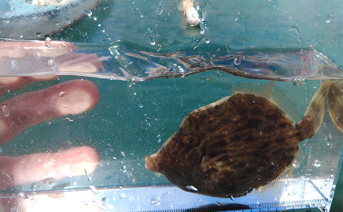 堤防カワハギ釣りで本命7匹キャッチ【福井・菅浜漁港】ゲスト魚をいかに避けるかが肝