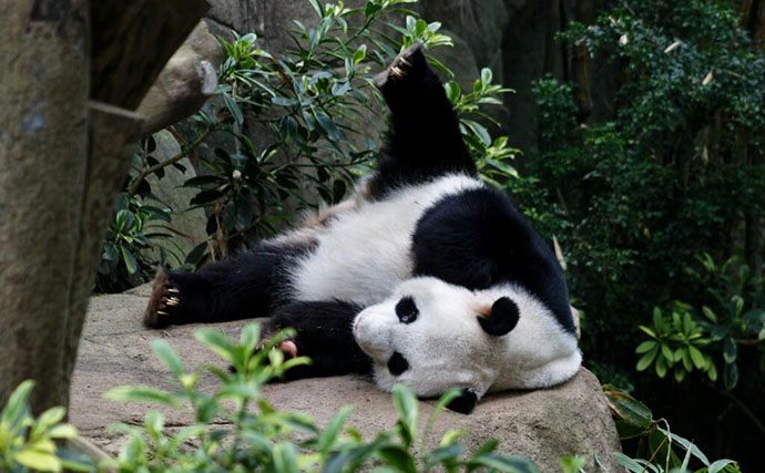 「規模も完成度も圧倒的！」世界最大級の水族館『River Wonders』を歩く　パンダまで展示？