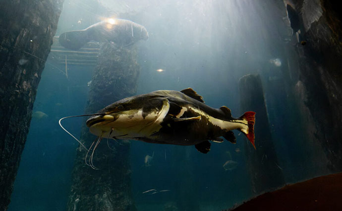 「規模も完成度も圧倒的！」世界最大級の水族館『River Wonders』を歩く　パンダまで展示？