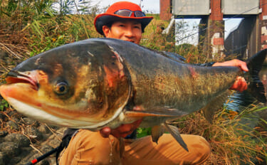 荒川ハクレン釣りで1m超え筆頭に本命7尾キャッチ【埼玉】自作の釣台導入で快適釣行