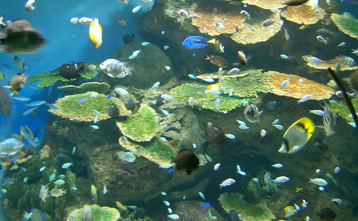 水族館の水槽にいる「サンゴ」は本物ではない？ ダミーを使う理由と