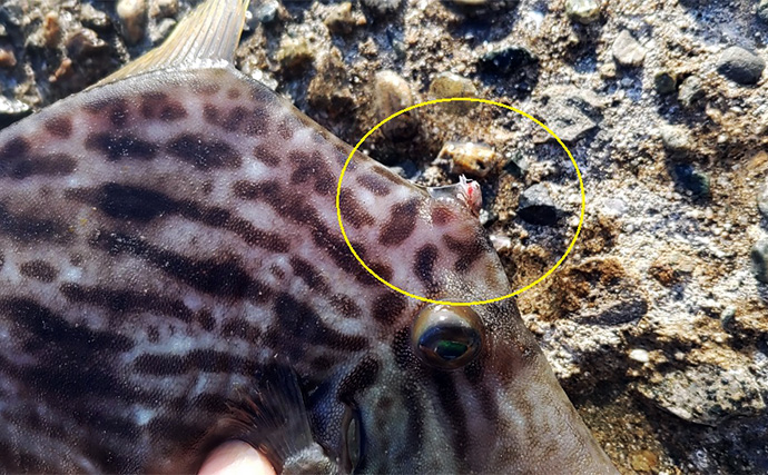 美味魚「カワハギ」の刺身と肝を【最高に美味しく食べる方法】徹底した温度管理が決め手