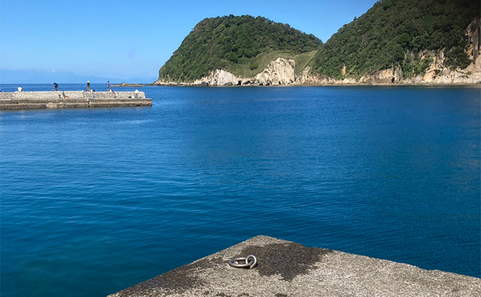 カラフルな魚たちと出会う堤防五目釣り【西伊豆・岩地海岸】多種多様な魚を20匹キャッチ