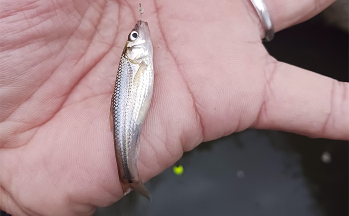 散歩気分で秋の淡水小物釣りを満喫【埼玉】減水した用水路でコイやフナと戯れる