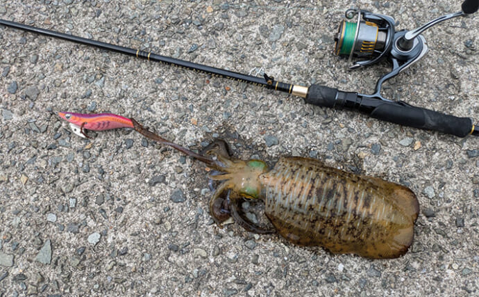 淡路島での陸っぱりエギング釣行で600gアオリイカをキャッチ【兵庫】深場を攻めてヒット