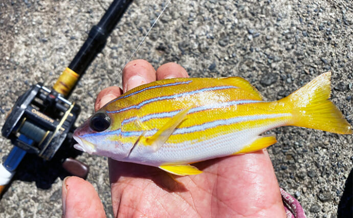 カラフルな魚たちと出会う堤防五目釣り【西伊豆・岩地海岸】多種多様な魚を20匹キャッチ