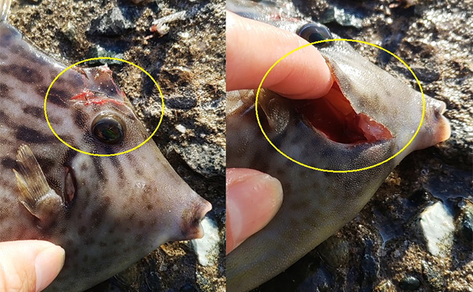 美味魚「カワハギ」の刺身と肝を【最高に美味しく食べる方法】徹底した温度管理が決め手