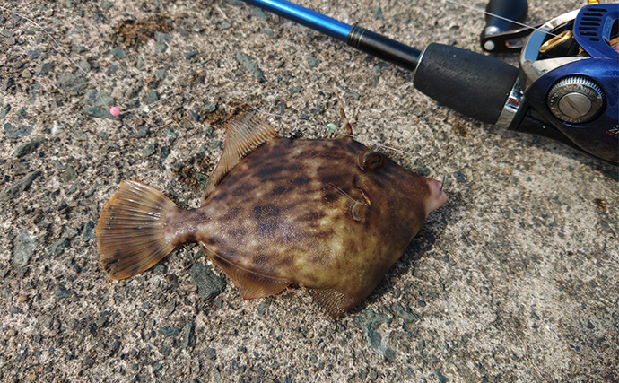 堤防カワハギ釣りで本命7匹キャッチ【福井・菅浜漁港】ゲスト魚をいかに避けるかが肝