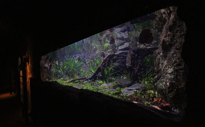 「規模も完成度も圧倒的！」世界最大級の水族館『River Wonders』を歩く　パンダまで展示？