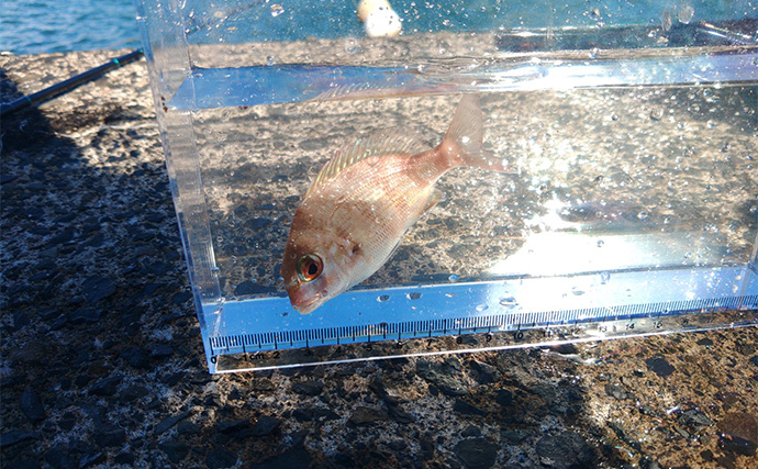 堤防カワハギ釣りで本命7匹キャッチ【福井・菅浜漁港】ゲスト魚をいかに避けるかが肝