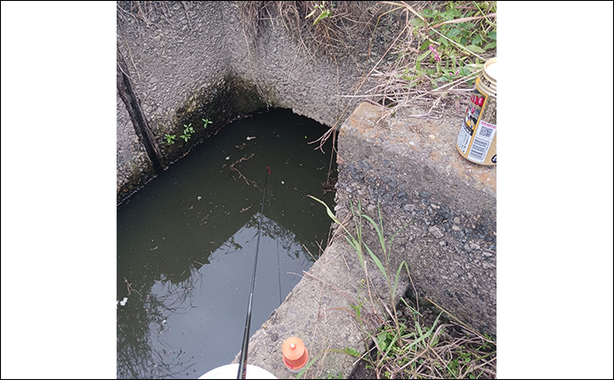 散歩気分で秋の淡水小物釣りを満喫【埼玉】減水した用水路でコイやフナと戯れる