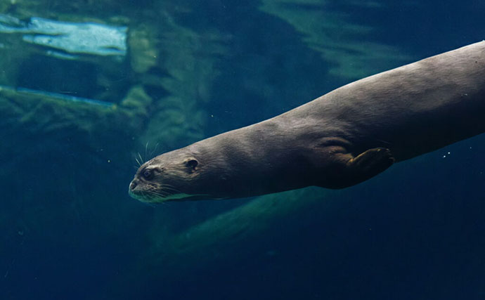 「規模も完成度も圧倒的！」世界最大級の水族館『River Wonders』を歩く　パンダまで展示？