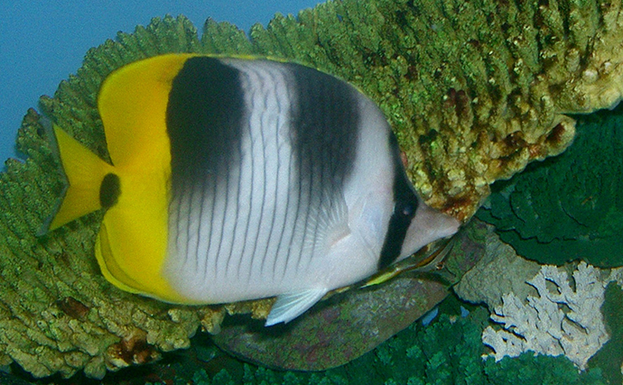 水族館の水槽にいる「サンゴ」は本物ではない？　ダミーを使う理由とメリットを解説