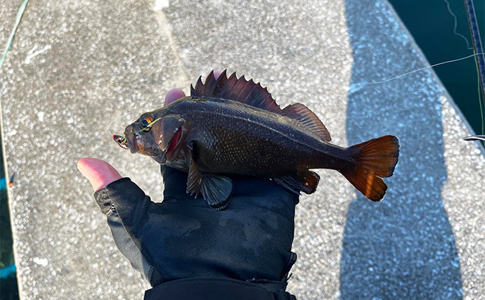 雪降る中の堤防ルアー根魚釣りで40cmアイナメとエゾメバルを好捕【北海道・噴火湾】