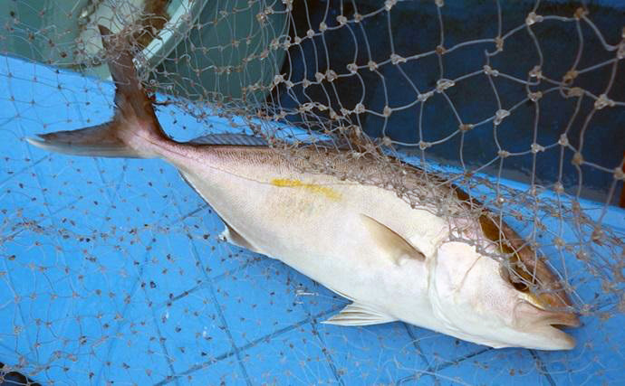 部分解禁の鹿島沖ヒラメ釣りで55cm筆頭に本命4匹【茨城・大春丸】好ゲストにカンパチも登場