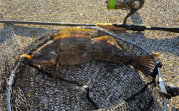 雪降る中の堤防ルアー根魚釣りで40cmアイナメとエゾメバルを好捕【北海道・噴火湾】