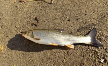 北海道の嫌われ者『海ウグイ』を食べてみた　ボラ的存在ながら青魚に似た風味あり