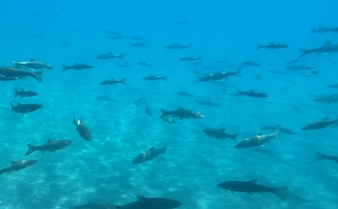 北海道の嫌われ者『海ウグイ』を食べてみた　ボラ的存在ながら青魚に似た風味あり