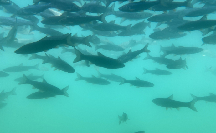 北海道の嫌われ者『海ウグイ』を食べてみた　ボラ的存在ながら青魚に似た風味あり