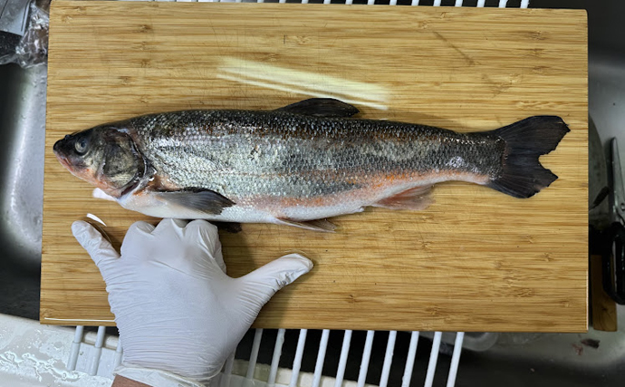 北海道の嫌われ者『海ウグイ』を食べてみた　ボラ的存在ながら青魚に似た風味あり