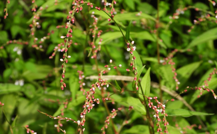 「木の芽焼き」の木の芽ってなに？　魚料理と相性が良い日本の野草たち