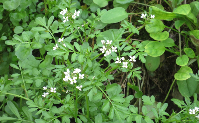 「木の芽焼き」の木の芽ってなに？　魚料理と相性が良い日本の野草たち