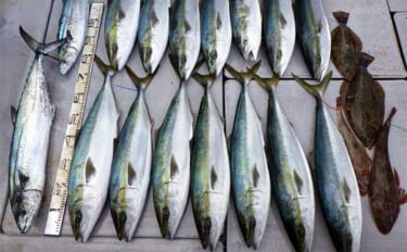 【船のエサ釣り釣果速報】伊良湖沖の泳がせ釣りでブリが入れ食い！（愛知）