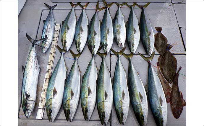 【船のエサ釣り釣果速報】伊良湖沖の泳がせ釣りでブリが入れ食い！（愛知）