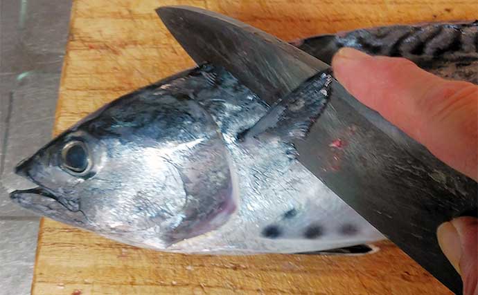 釣った魚で作る「ご飯が進む」レシピ：ヤイトガツオのニンニクじょう油