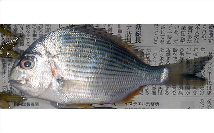 イカダから釣ったアジを泳がせて82cmブリをキャッチ！【三重・案乗釣センター】