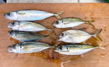 興津東港でのカゴ釣りでマアジ連打【千葉】本命のシマアジは不発