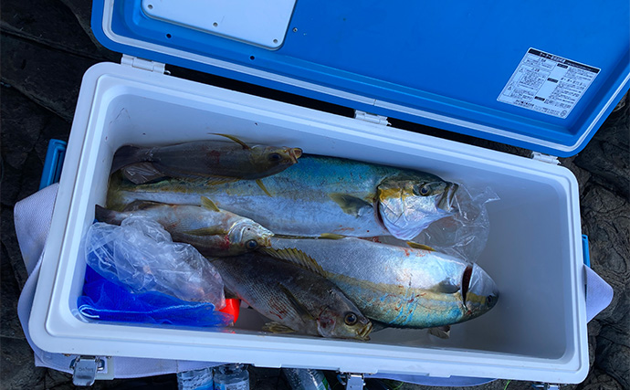 磯でのカゴ釣りで60cm級ヒラマサ2匹キャッチ【長崎・平戸】竿破損も嬉しい釣果に