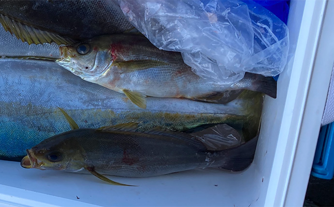 磯でのカゴ釣りで60cm級ヒラマサ2匹キャッチ【長崎・平戸】竿破損も嬉しい釣果に