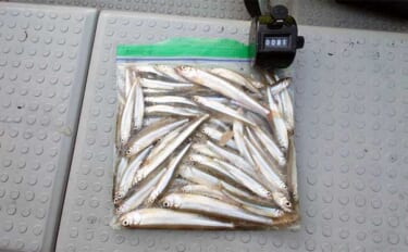 伊自良湖ボートワカサギ釣りで12cm頭に81匹【岐阜】手こぎボートでのんびり釣行を満喫