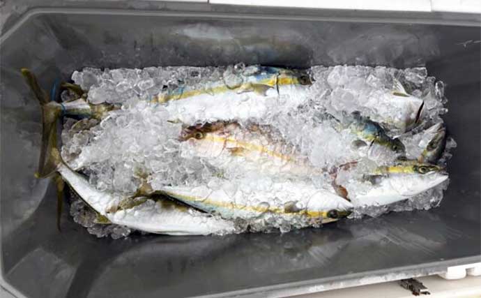 【船釣り釣果速報】落とし込み釣りで青物が絶好調継続中！（長崎・佐賀）