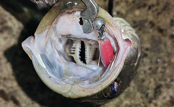 東京湾奥河川のルアーシーバス釣りで40cm級本命【千葉】11月なのにマゴチ釣れて驚き