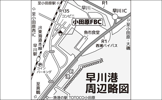 早川港のサビキ釣りでまさかのクエが登場【神奈川】本命のイワシは39尾キャッチ成功