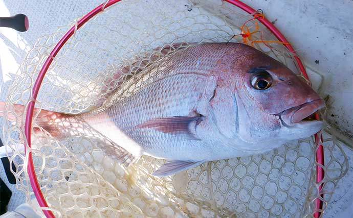 初冬の『タイラバ』入門解説 【タックル・仕掛け・釣り方・やり取り】