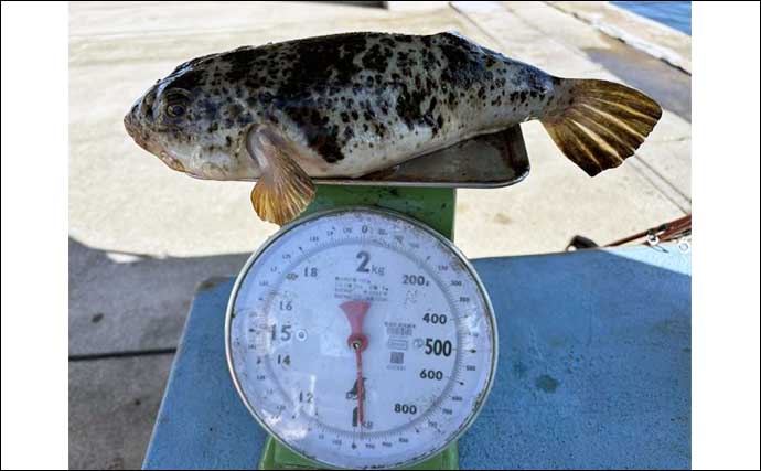 【船のエサ釣り釣果速報】伊良湖沖カワハギ＆フグ便で肝パンカワハギが続々！（愛知）