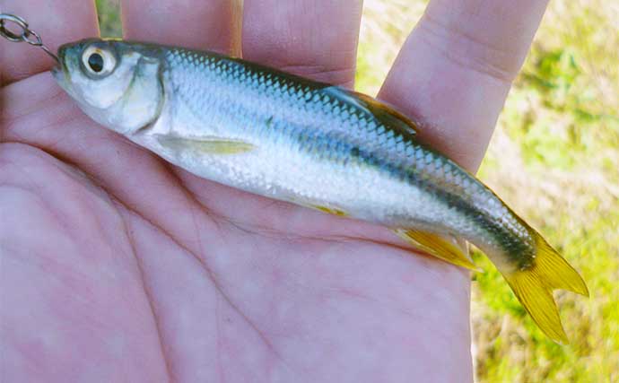 ルアーで狙う淡水小物釣り『チャビング』が面白い！スピナーでカワムツをキャッチ