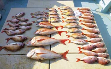 【船釣り最新釣果】島原沖マダイ釣りで4kg級を頭に良型数釣りチャンス到来！（大分・熊本）