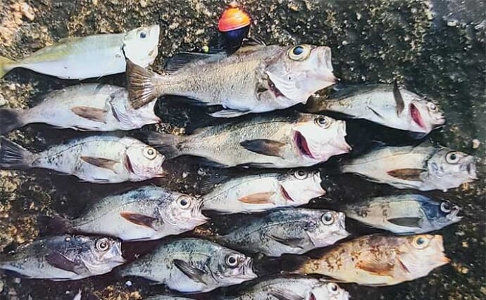 釣周防大島でのメバリング釣行で20cm超え筆頭にメバル連打【山口】