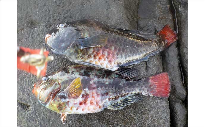 地磯でのイシダイ釣りで大型本命ヒットも無念のバラシ【静岡・東伊豆】ブダイが土産に